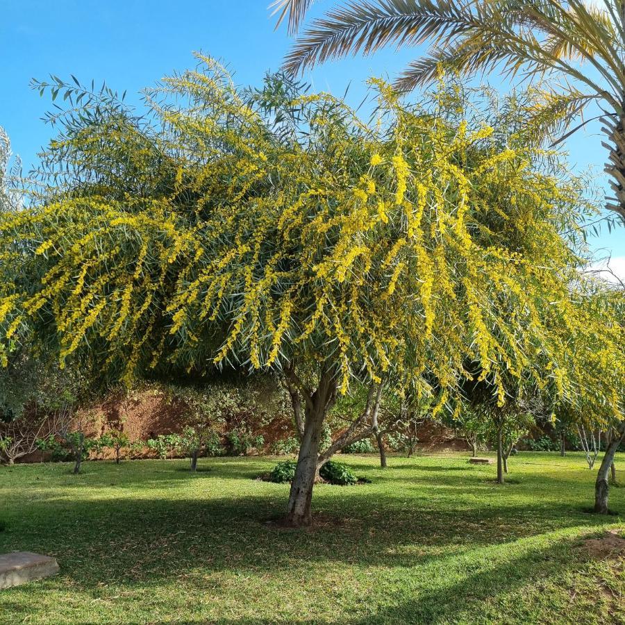 Riad Les Deux Citronniers Marakeş Dış mekan fotoğraf