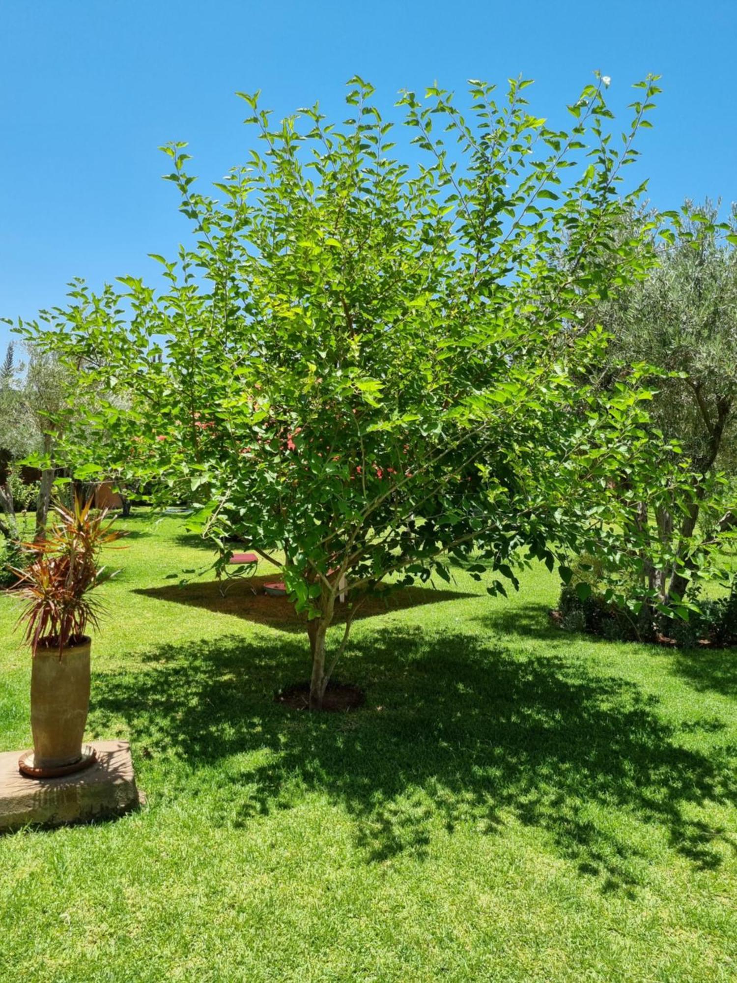 Riad Les Deux Citronniers Marakeş Oda fotoğraf